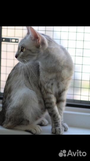 Красивые кошки