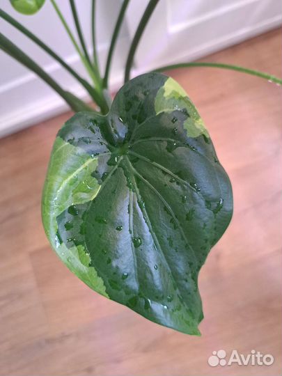 Алоказия Розовый Дракон, Кукулата, Гагеана Вар