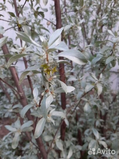 Лох серебристый