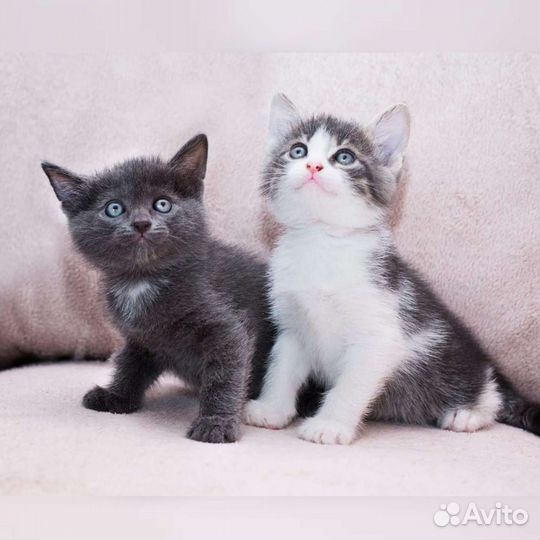 Котята разного окраса в добрые руки