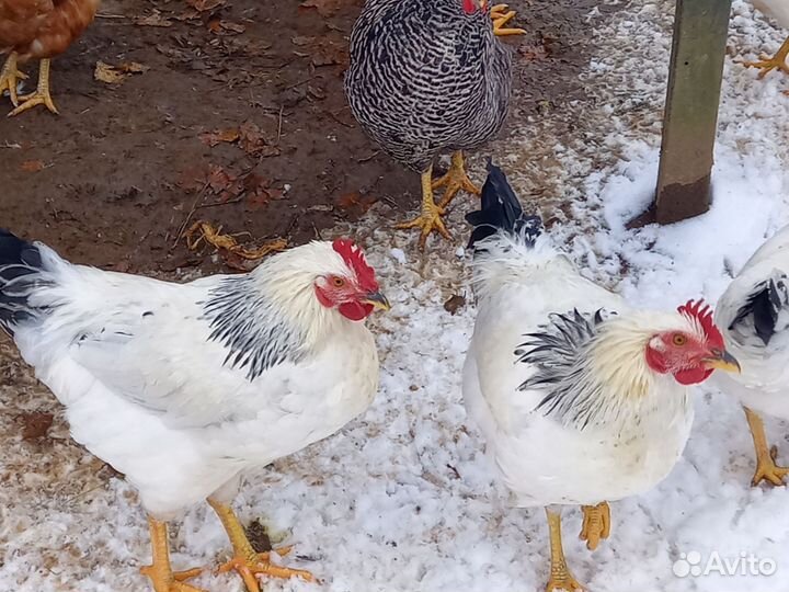 Инкубационное яйцо адлерская серебристая