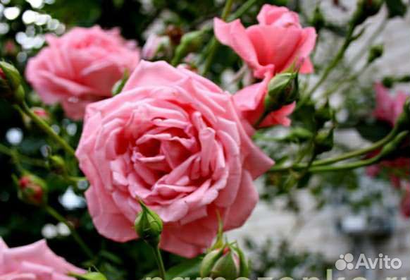 Розы плетистые