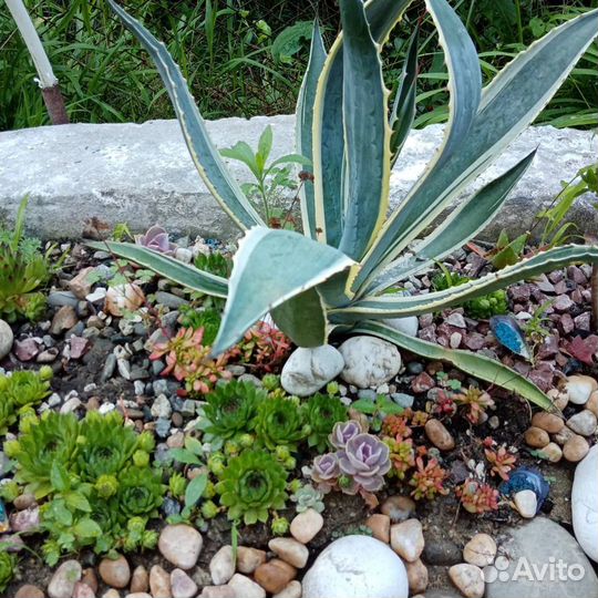 Суккуленты