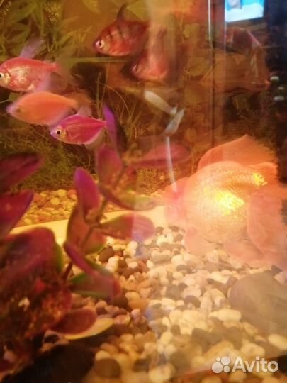 Аквариум с рыбками