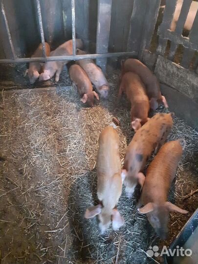 Продам поросята на племя