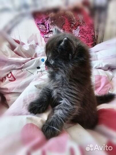 Шотландская прямоухая кошка