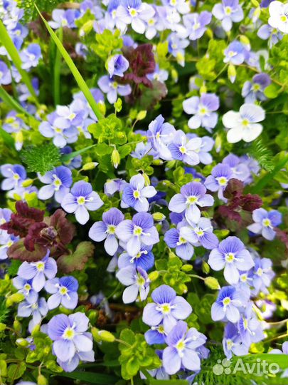 Вероника нитевидная, арабис махровый