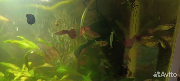 Аквариумные рыбки гуппи