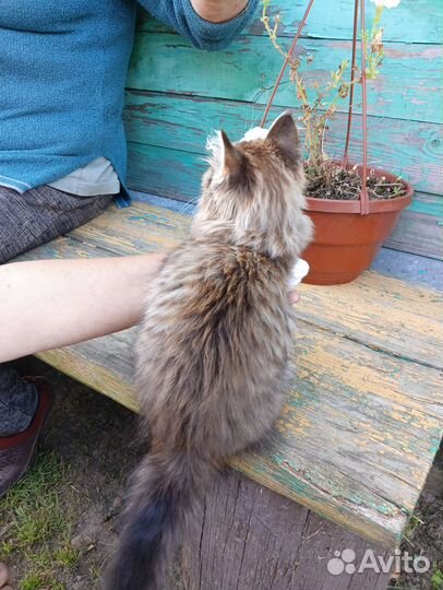 Котёнок, мальчик, 3 мес
