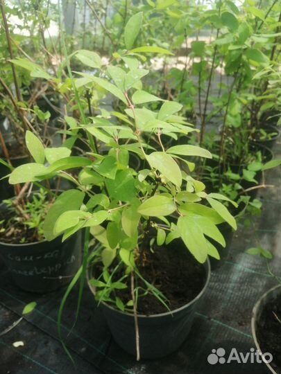 Саженцы жимолости