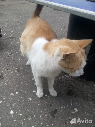 Рыжая красотка ищет дом. Москва, Ромашково