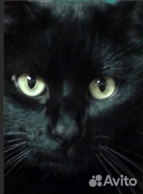 Вязка для котика