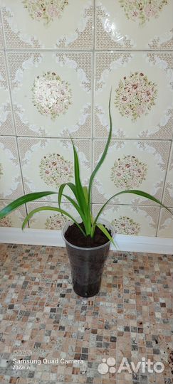 Пальма панданус