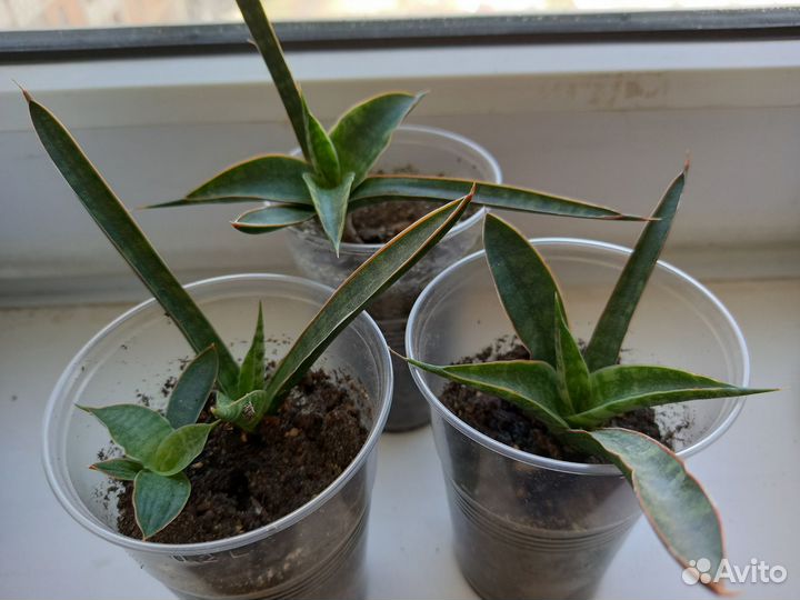 Комнатные цветы