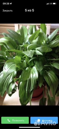 Дримиопсис Декабрист