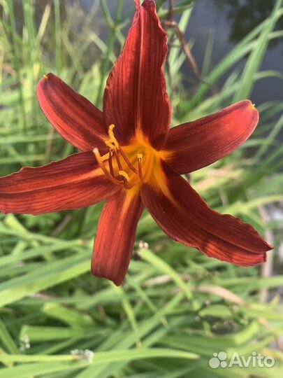 Лилейники, куст целиком