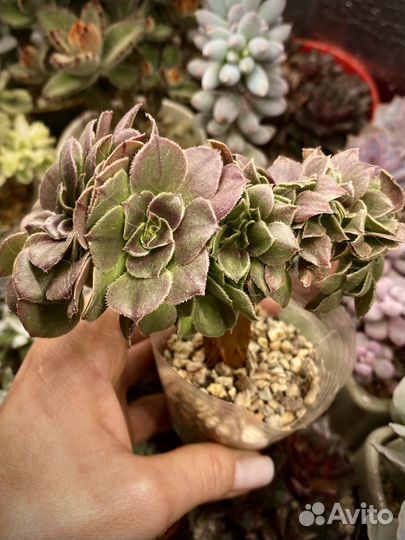 Суккуленты излишки