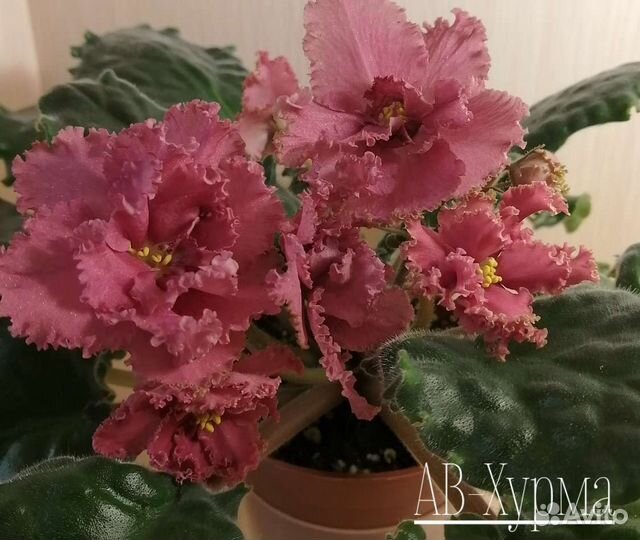 Детки сортовых фиалок