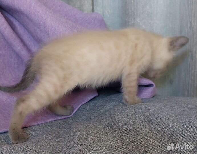 Котята