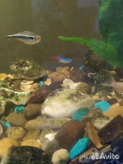 Аквариумные рыбки