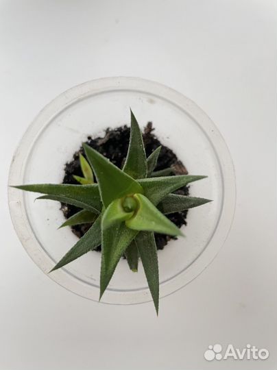 Хавортия суккулент