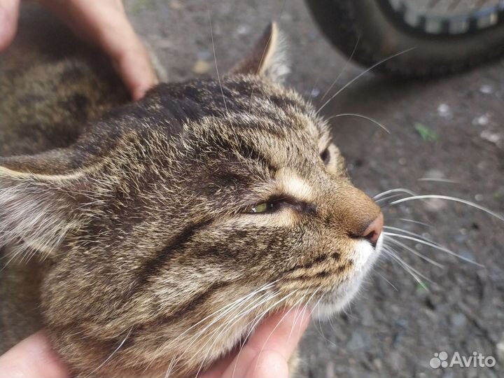 Отдадим 2 хороших котиков в добрые руки
