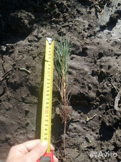 Саженцы сосна крымская 2-х летка