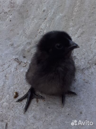 Куры молодки