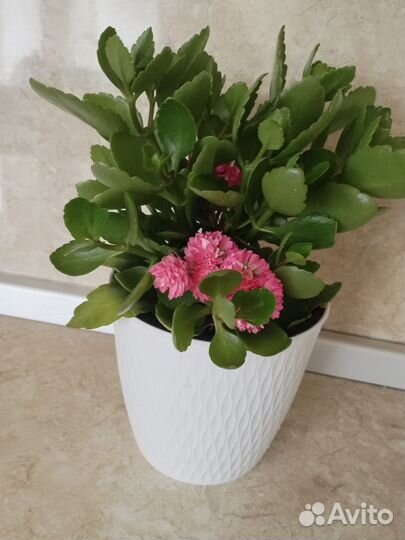 Каланхоэ цветущий