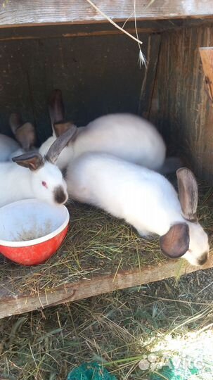 Продаю кроликов