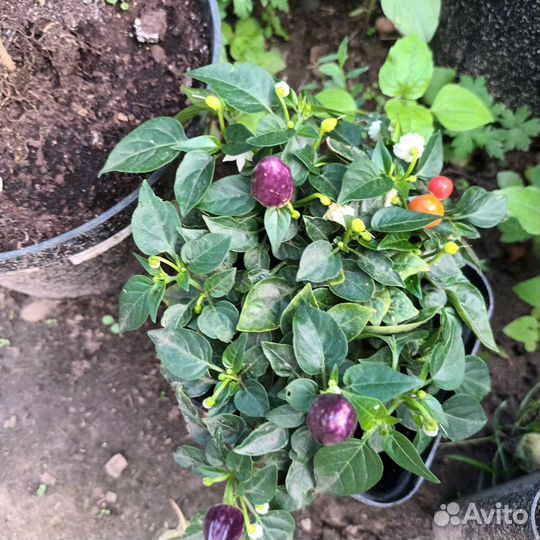 Острый перец, сорта разные