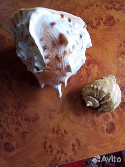 Раковина моллюска