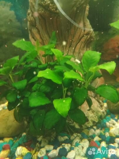 Улитки Меланьи, Анубиас нана, Мох яванский