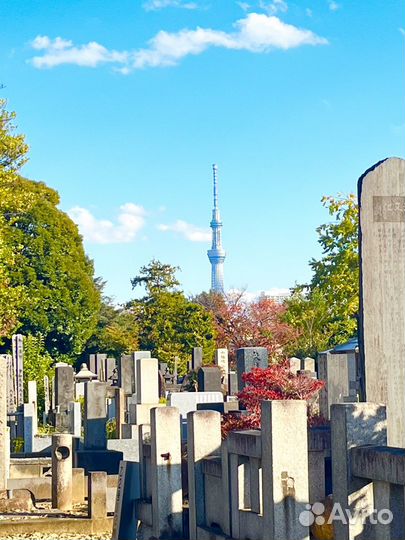 Токио Топ-Экскурсия Главное о северном Токио за 3