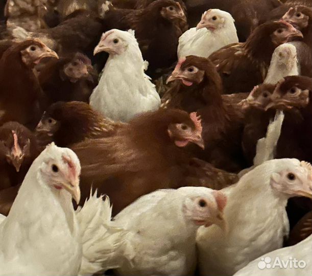 Куры Несушки