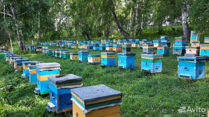 Сотовый мёд в рамках (сбор 2023)