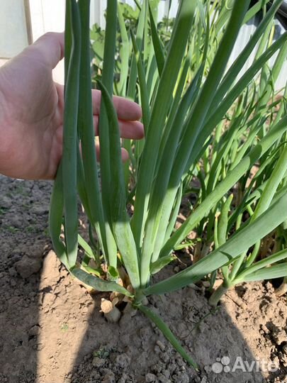 Лук многоярусный многолетний