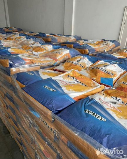 Семена подсолнечника Санмарин 456 под экспресс