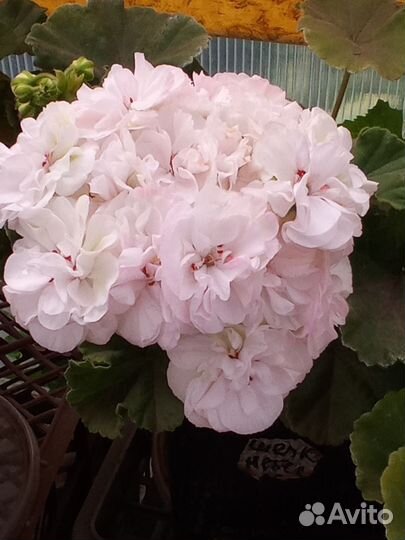 Герань пеларгония