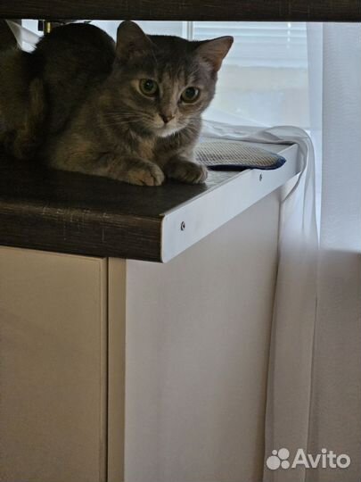 Кошка в дар бесплатно