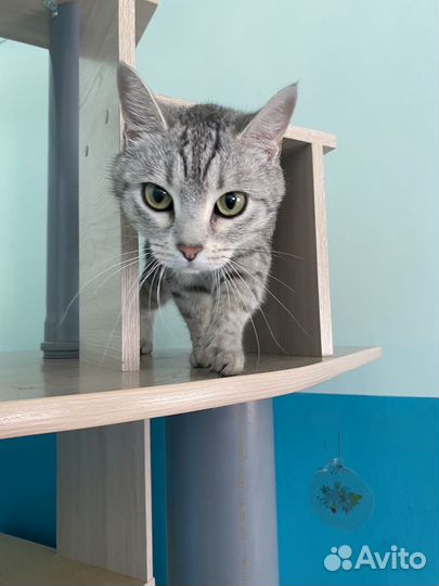 Кошки бесплатно