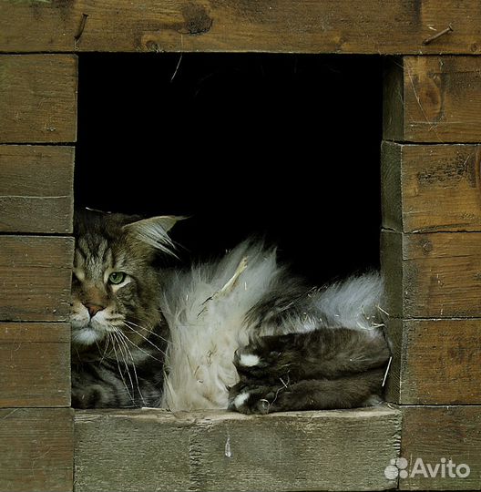 Нарисую вашего любимца. Акварель