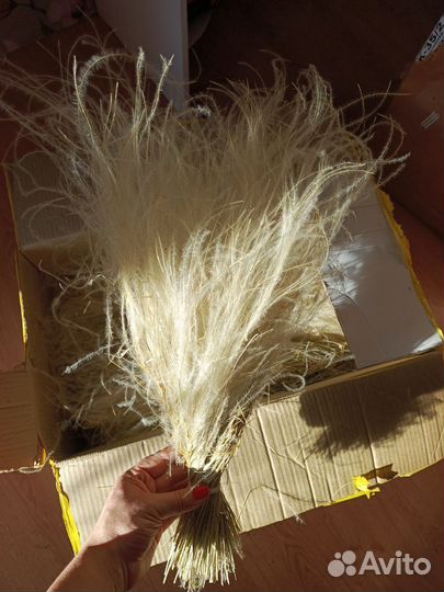 Сухоцвет ковыль огромный букет