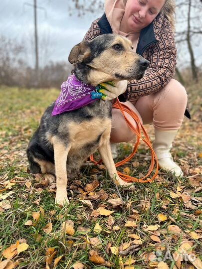 Собака в добрые руки отдам бесплатно