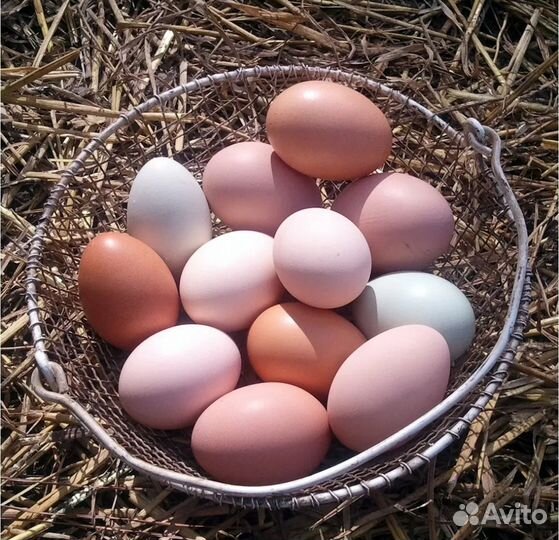 Домашние куриные яйца