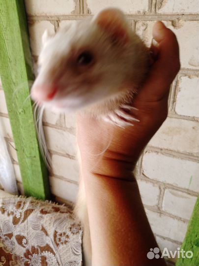 Домашний хорек девочка