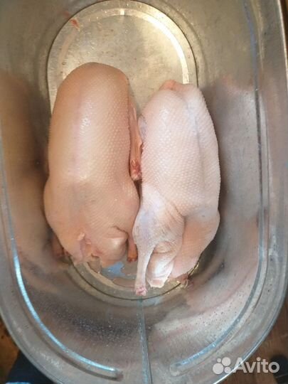 Гусь домашний, халяль