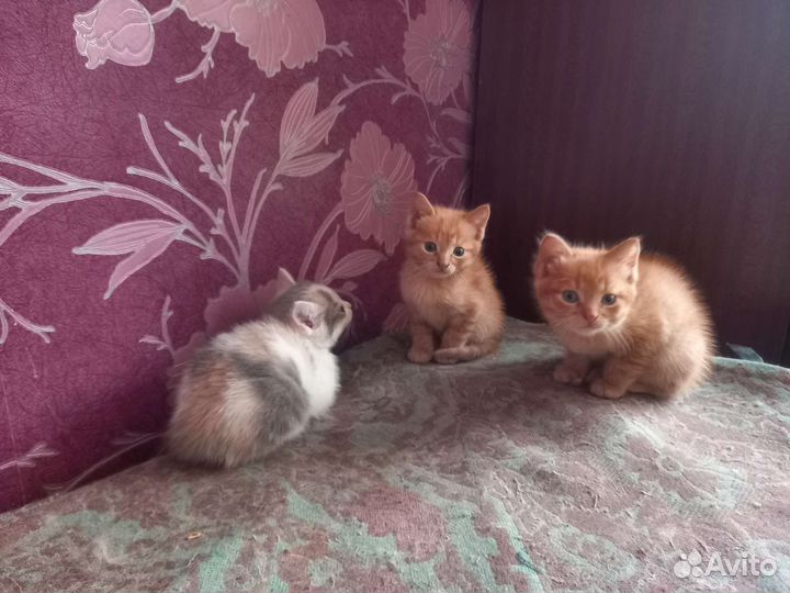 Кошки в добрые руки бесплатно