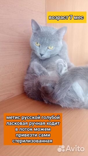 Кошечки и котики кастрированы