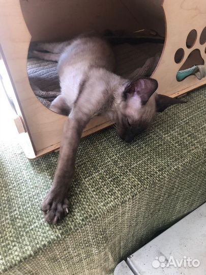 Котята корниш-рекс